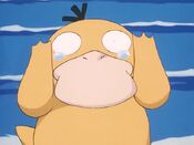 Psyduck is frightened of swimming