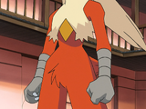 May's Blaziken (anime)