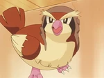 Orville was a Pidgey, who was told about the story of a Pidgey that flew in space. Orville wanted to fly that high, so Wilbur trained it every day. The heroes and Team Rocket helped it to fly high, until it was too exhausted. However, this event encouraged Wilbur's other Pidgey to fly.