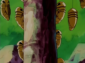 They spot a group of Kakunas