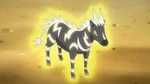 Zebstrika first appeared battling Bianca's Pokémon. It easily won against Shelmet and Minccino without facing any difficulty except from Pignite which lost after Zebstrika's Wild Charge.