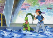 Grovyle with Ash