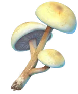 Mushroom