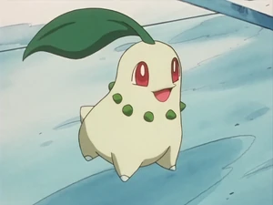 Ash's Chikorita.