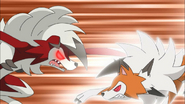 Lycanroc battling against Dusk Lycanroc