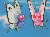 The Pink Butterfree does not show any interest