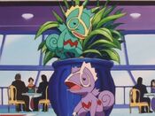 The Kecleon are sick