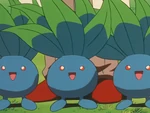 Steven had three Oddish, who did not want to fight and kept them safe from the Vileplume and Bellossom.