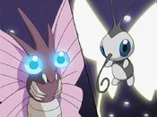 Venomoth and Beautifly have a stand-off