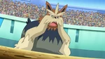 Burgundy's Stoutland appeared battling against Ash's Palpitoad in the Don Battle Tournament, but lost.