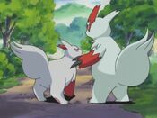 Two Zangoose (with one in a costume)