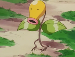 Old Man Shuckle had a Bellsprout named Spoopy, who searched for Shuckle.