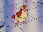 Ash attempted to battle Team Rocket with Nurse Joy's Pidgey, but got easily scared by their Pokémon.