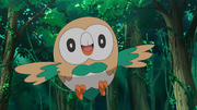 Ash Rowlet