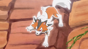 Dusk Lycanroc uses the environment to his advantage