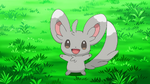 When Bianca first saw Minccino, he had stolen the Badge Case that Bianca was delivering to Ash as it was dirty. Minccino is rather eccentric and likes to clean everything. Despite this, it is also a powerful battler and knows the strong moves, but he can also disable his foes with Tickle and Attract. Bianca managed to capture it by bringing out a dirty Poké Ball. Minccino quickly went to clean the ball but it accidentally activated it and got captured.