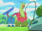 Azumarill and Meganium laugh at Bulbasaur