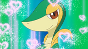 Snivy's Attract