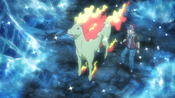 Red Rapidash PO