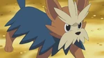 Lillipup was the second Pokémon Lenora used in the Gym Battle against Ash. It successfully defeated both Oshawott and Tepig despite its small size. While Ash was training in the Battle Club, Lenora managed to evolve her Lilipup. Following on from its strengths at its base form, it has powerful attacks including a more powerful Shadow Ball, but also knows a stronger Roar and has Protect which protected it from damage and an insanely powerful Giga Impact attack. It was eventually defeated by Ash's Tepig's Flame Charge attack.