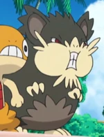 Raticate was used by Team Skull Grunts to battle against Ilima and his Eevee. They were shortly defeated by Eevee when it used a combination of Quick Attack, Baby-Doll Eyes and Swift.