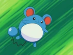 Marill is one of Tracey's Pokémon. It is often used during searches due to her extremely acute hearing. It is also the parent of Misty's Azurill.