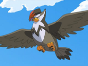 EP587 Staraptor.png