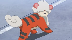 Hisuian Growlithe in the anime.