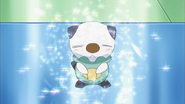 Oshawott in the anime.