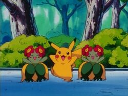 Pokemon The Johto Journeys, Wiki