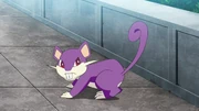 Goh's Rattata.