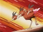 While Dodrio cannot fly, Falkner trained it well, as it jumps high in the sky.