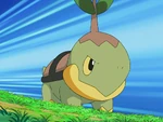 Turtwig is Gardenia's main Pokémon. In the official Gym Battle it defeated Staravia but lost to Ash's Turtwig.