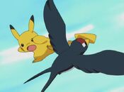 Taillow grabs Pikachu by his tail