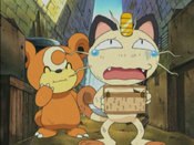 Meowth sees Teddiursa ate his sandwich