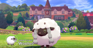 Sheep Pokémon Wooloo