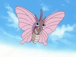 Katie's Venomoth was the first Pokémon used in the Hoenn League Ever Grande Conference. It battled against Ash's Torkoal. After dodging a flamethrower from Torkoal, Katie recalled Venomoth. It later battled Ash's Corphish and Ash's Swellow.