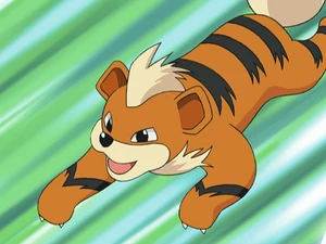 Morrison's Growlithe.