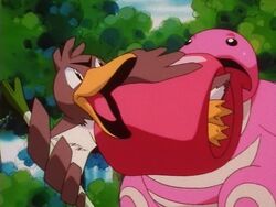 Farfetch'd de Silvester, Pokémon Wiki