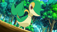 As a Snivy