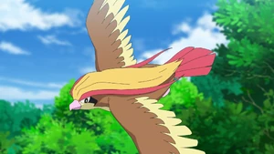 Ash's Pidgeot.