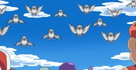 Pidove BW071