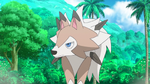 Lycanroc accompanied Olivia around Akala Island. It was sent to battle Ash in the Grand Trial.