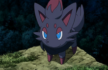 Zorua at the Edge (MS13)