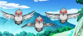 Pidove BW114