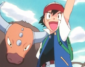 Ash and his Tauros