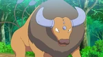 Tauros was used to battle Ash's Pikachu, bit was defeated, though it managed to seriously wound its foe.