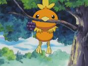 Torchic managed to come to the tree