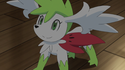 Shaymin Sky form but its based on a cat