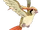 Pidgeot